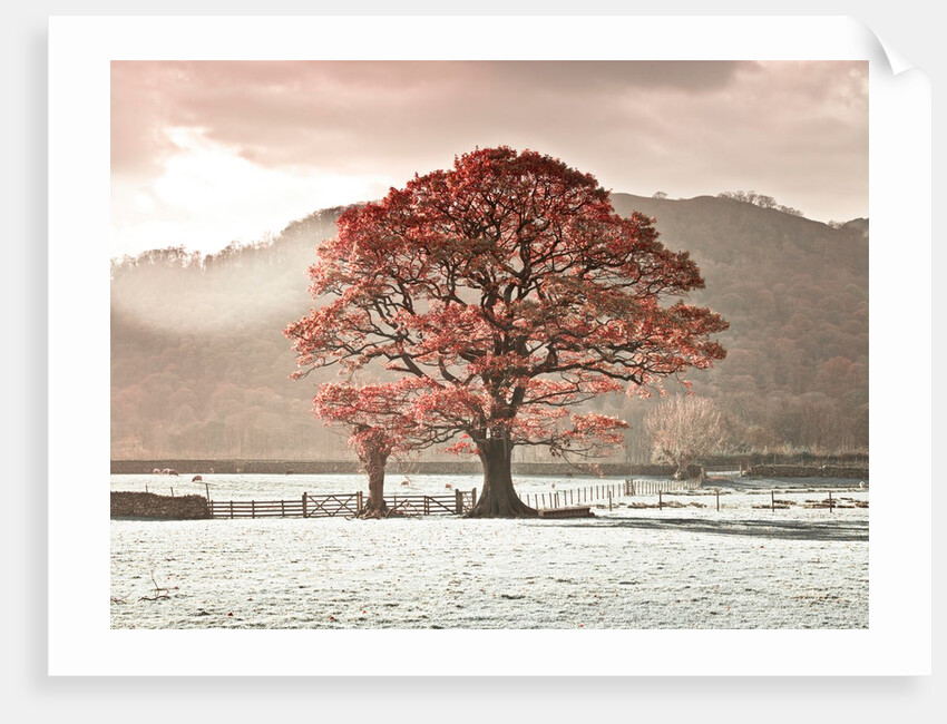 Oak tree by Assaf Frank